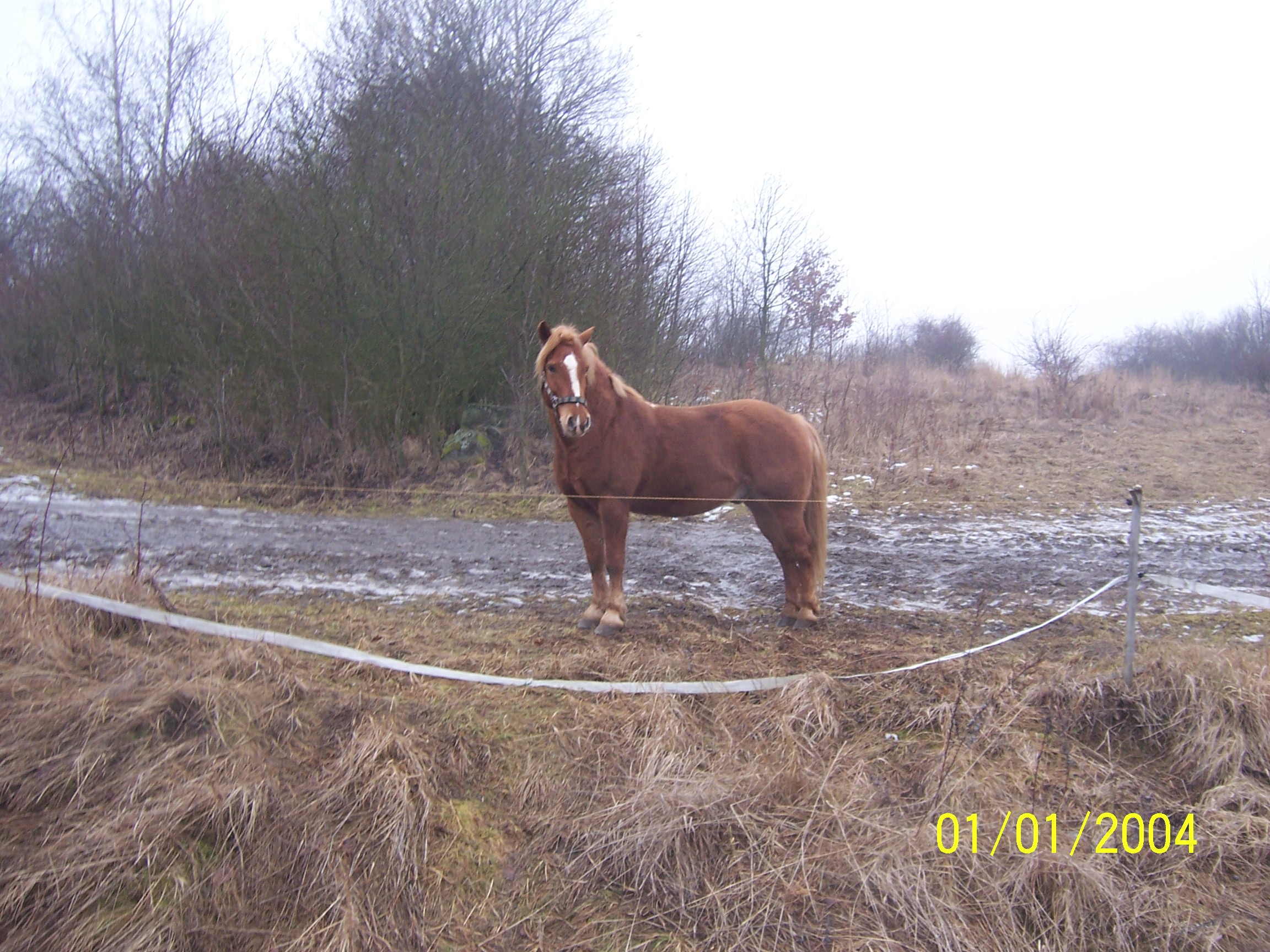 100_9365.jpg