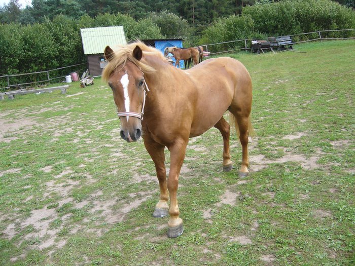 krýša.jpg